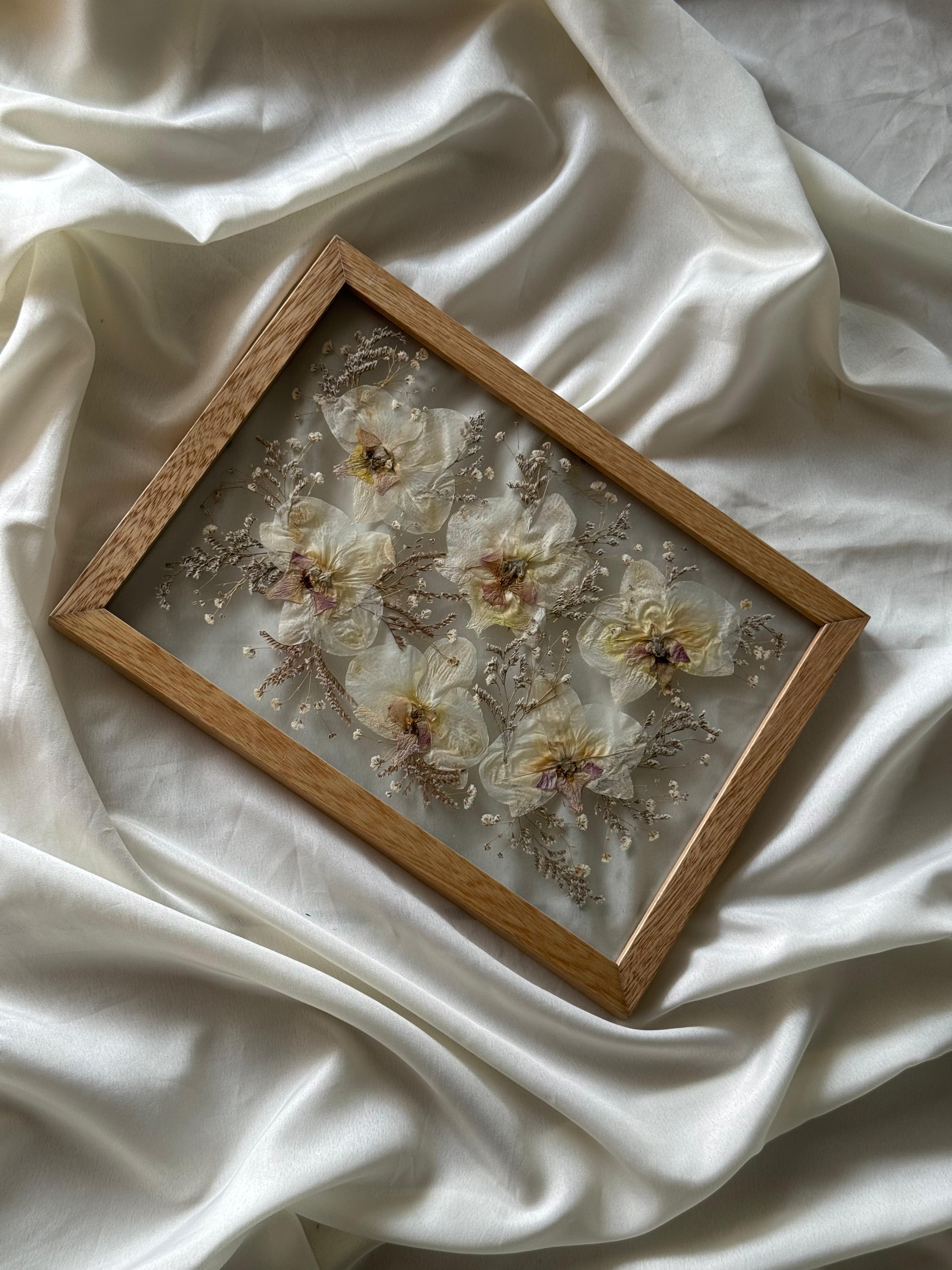 6 orquídeas blancas