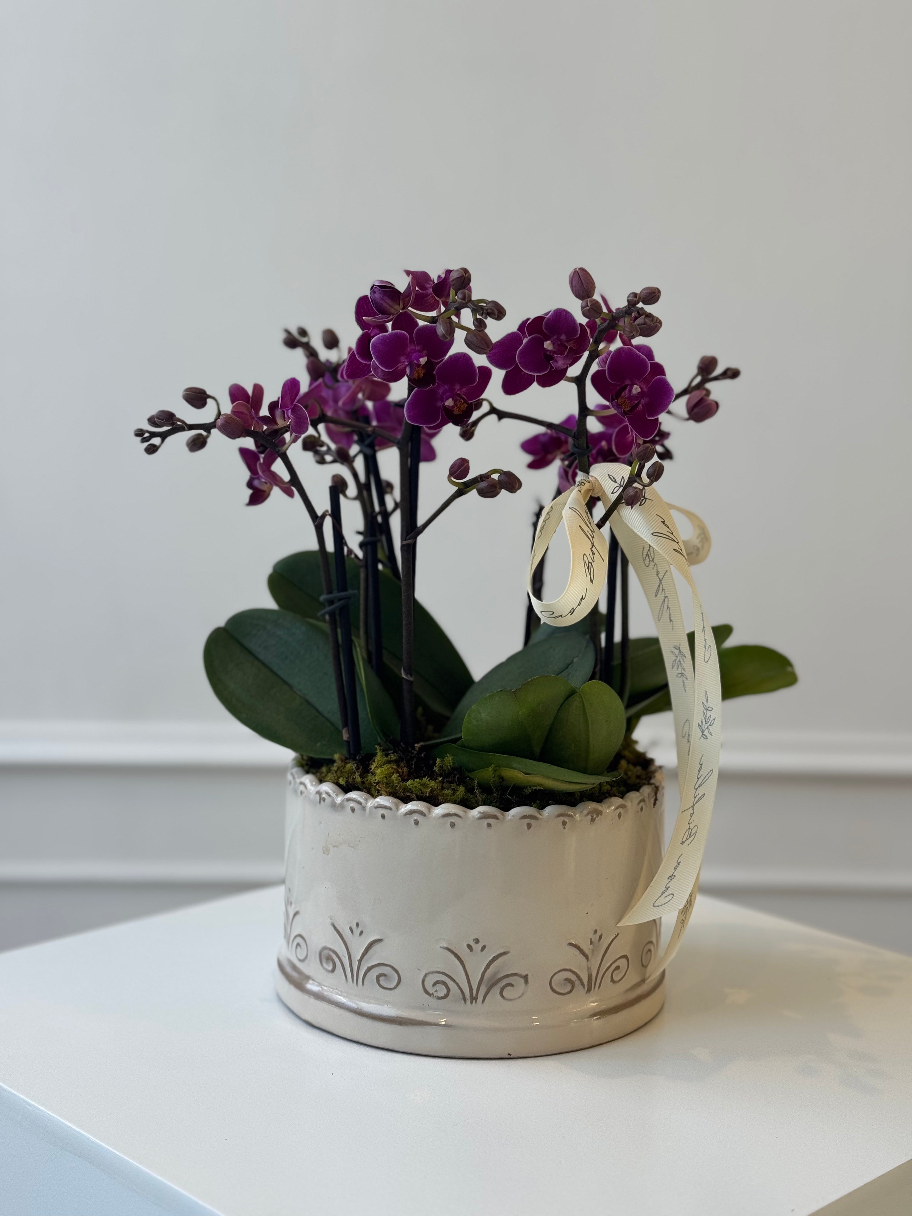 Arreglo de 3 orquídeas mini