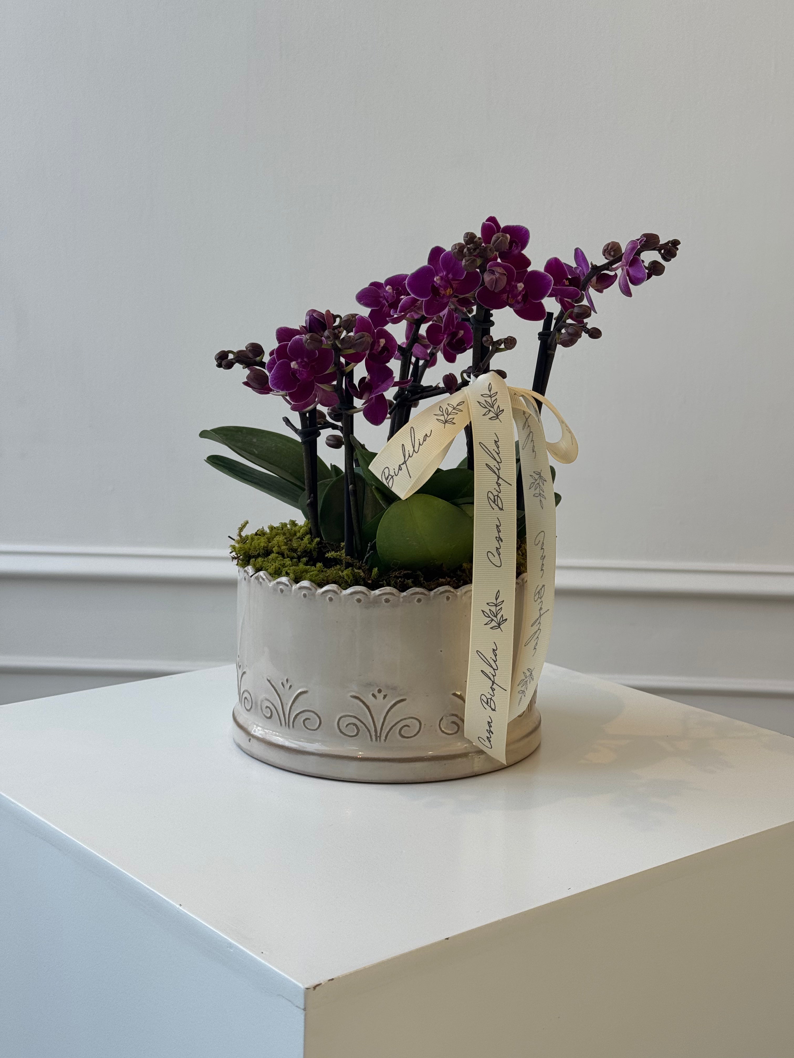 Arreglo de 3 orquídeas mini