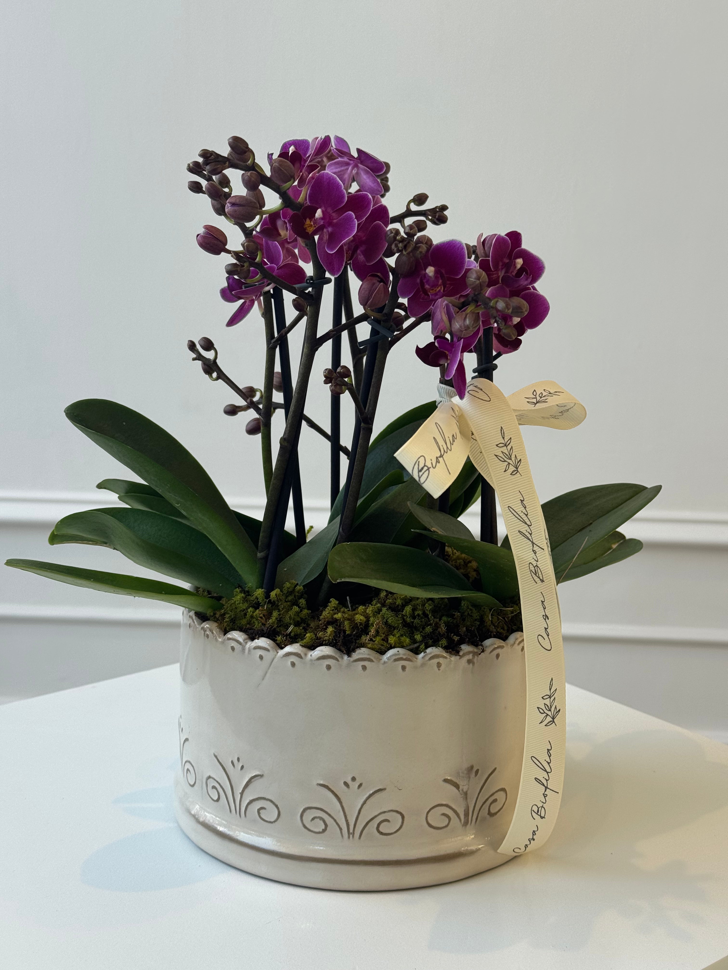 Arreglo de 3 orquídeas mini