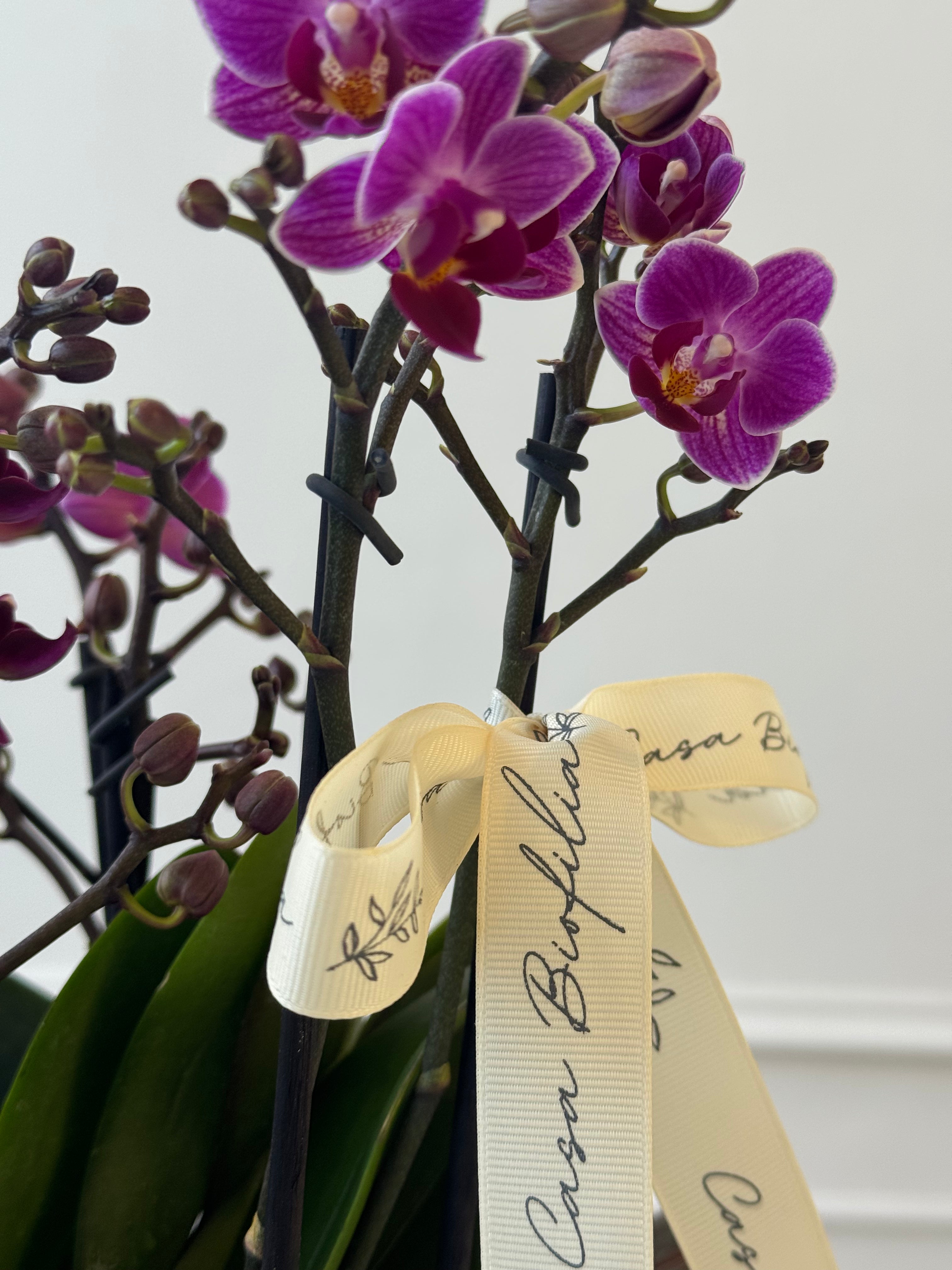 Arreglo de 3 orquídeas mini