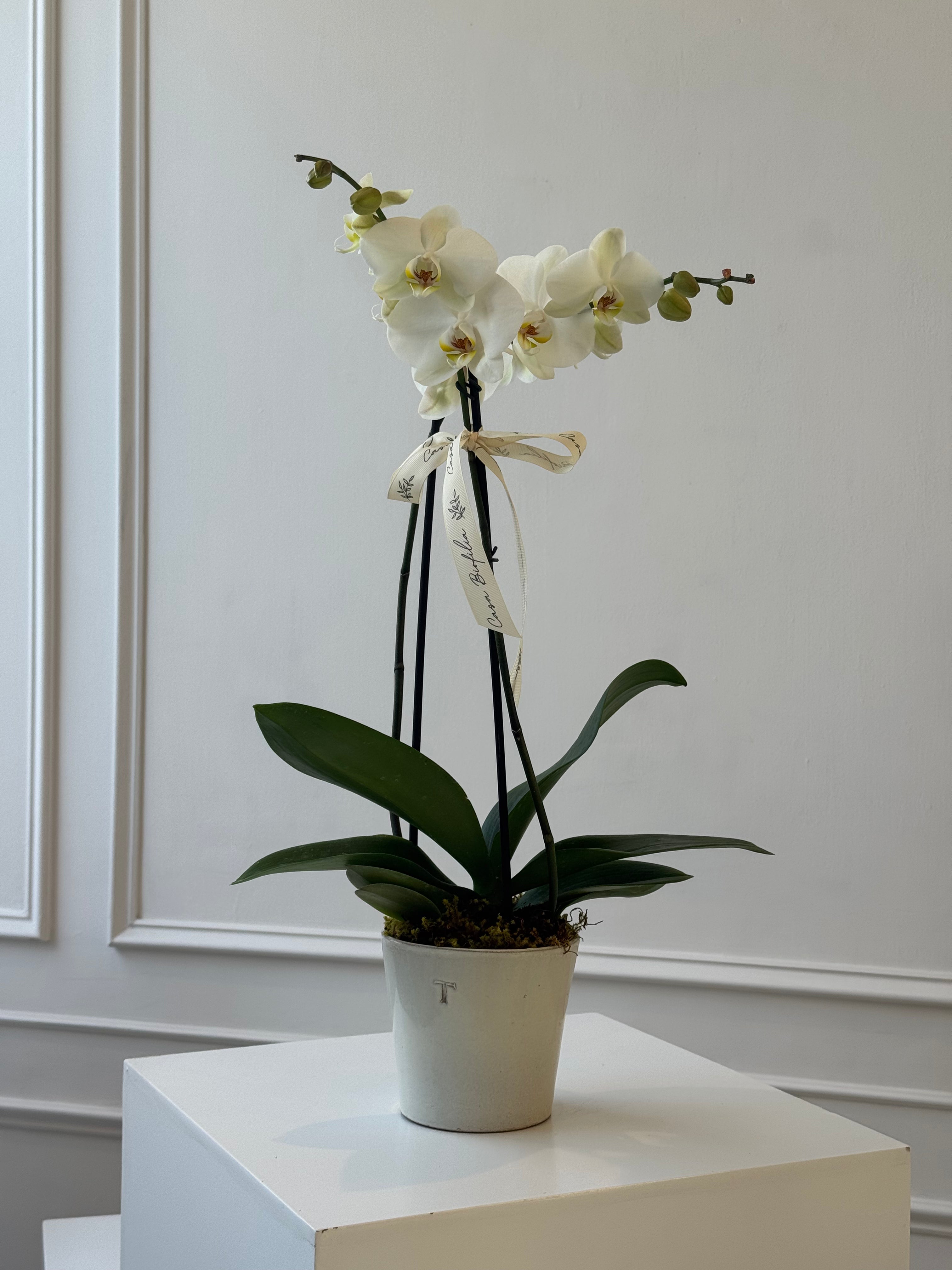 Arreglo de orquídea