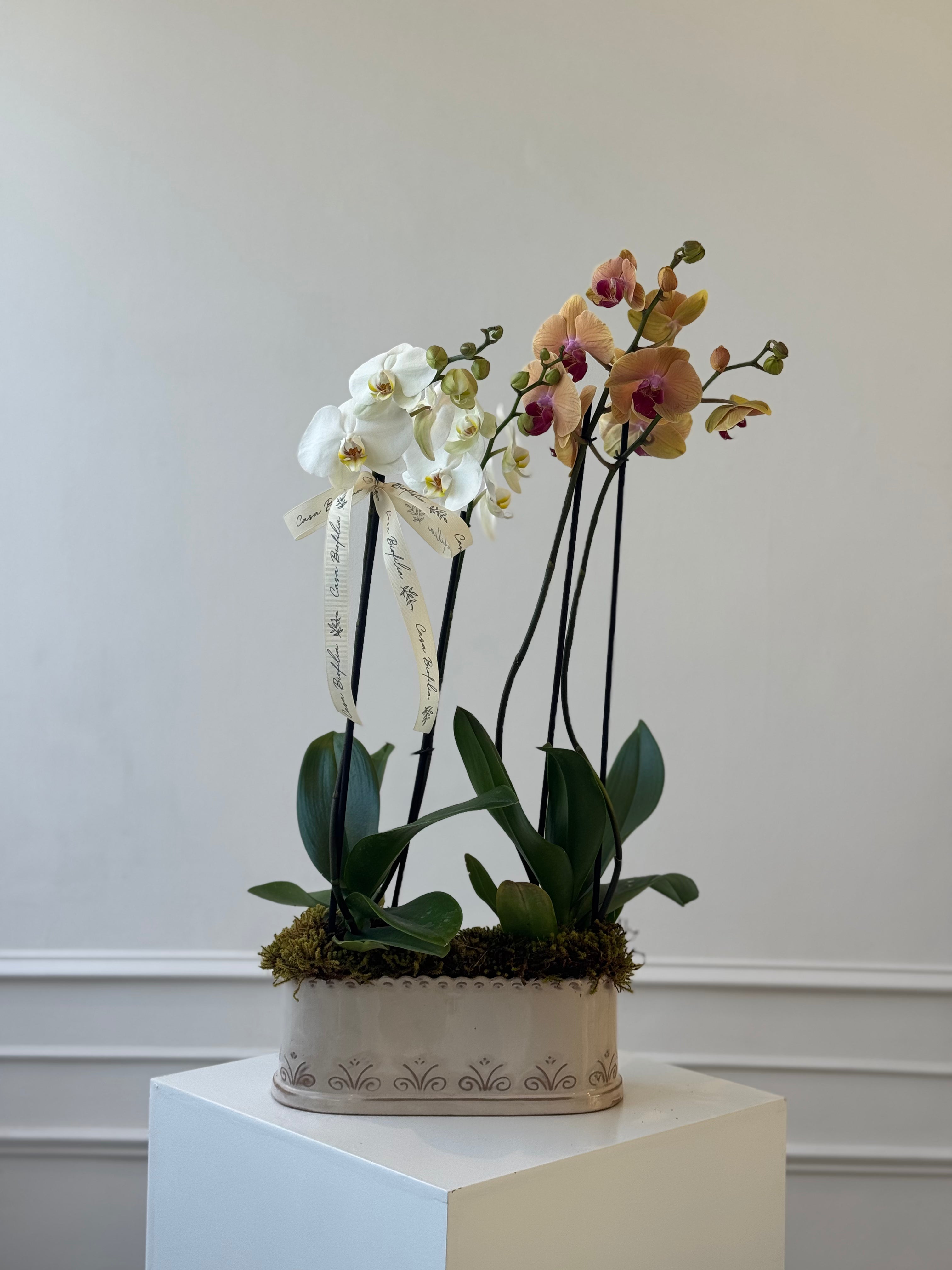 Arreglo de dos orquídeas