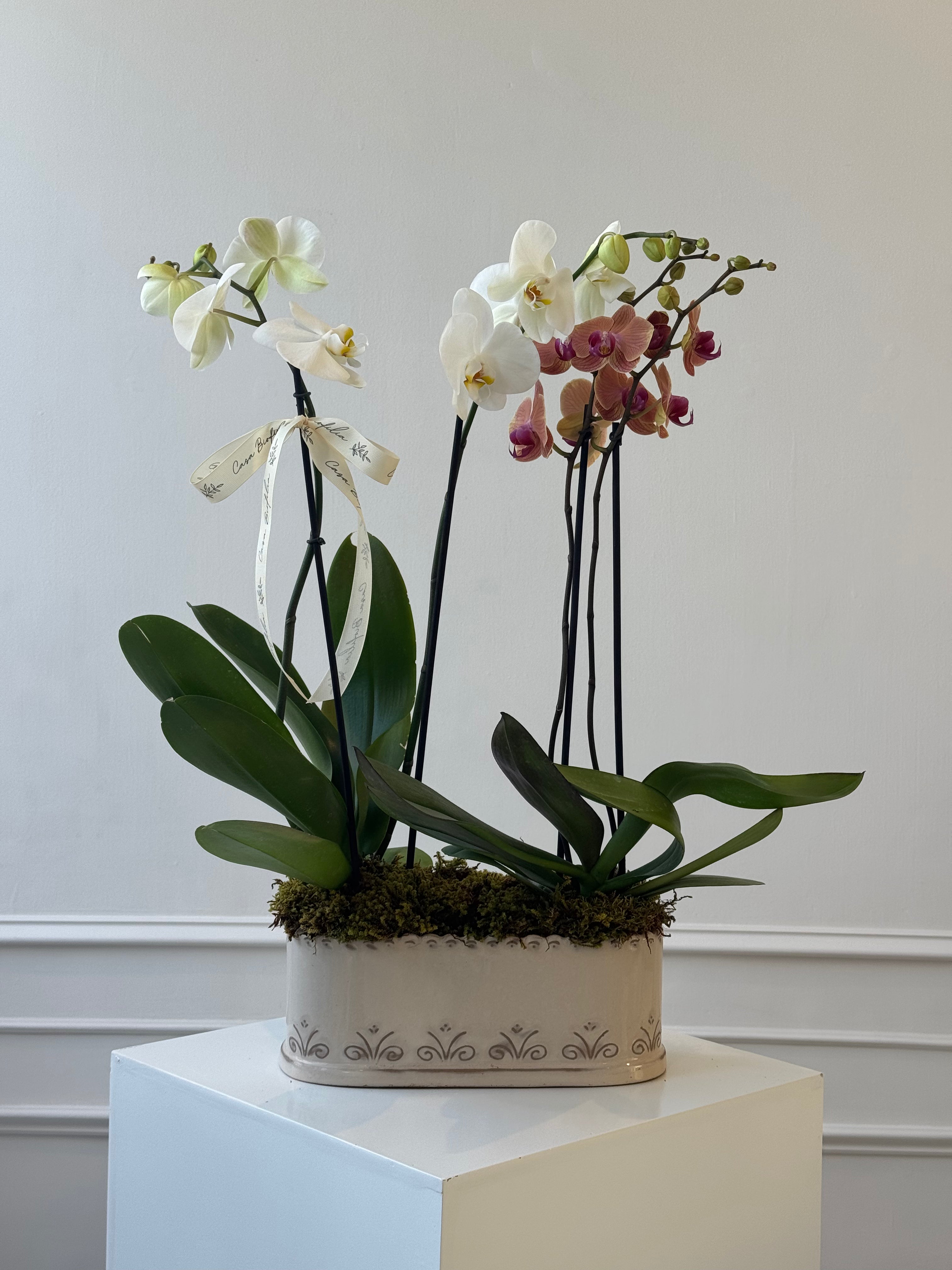 Arreglo de dos orquídeas