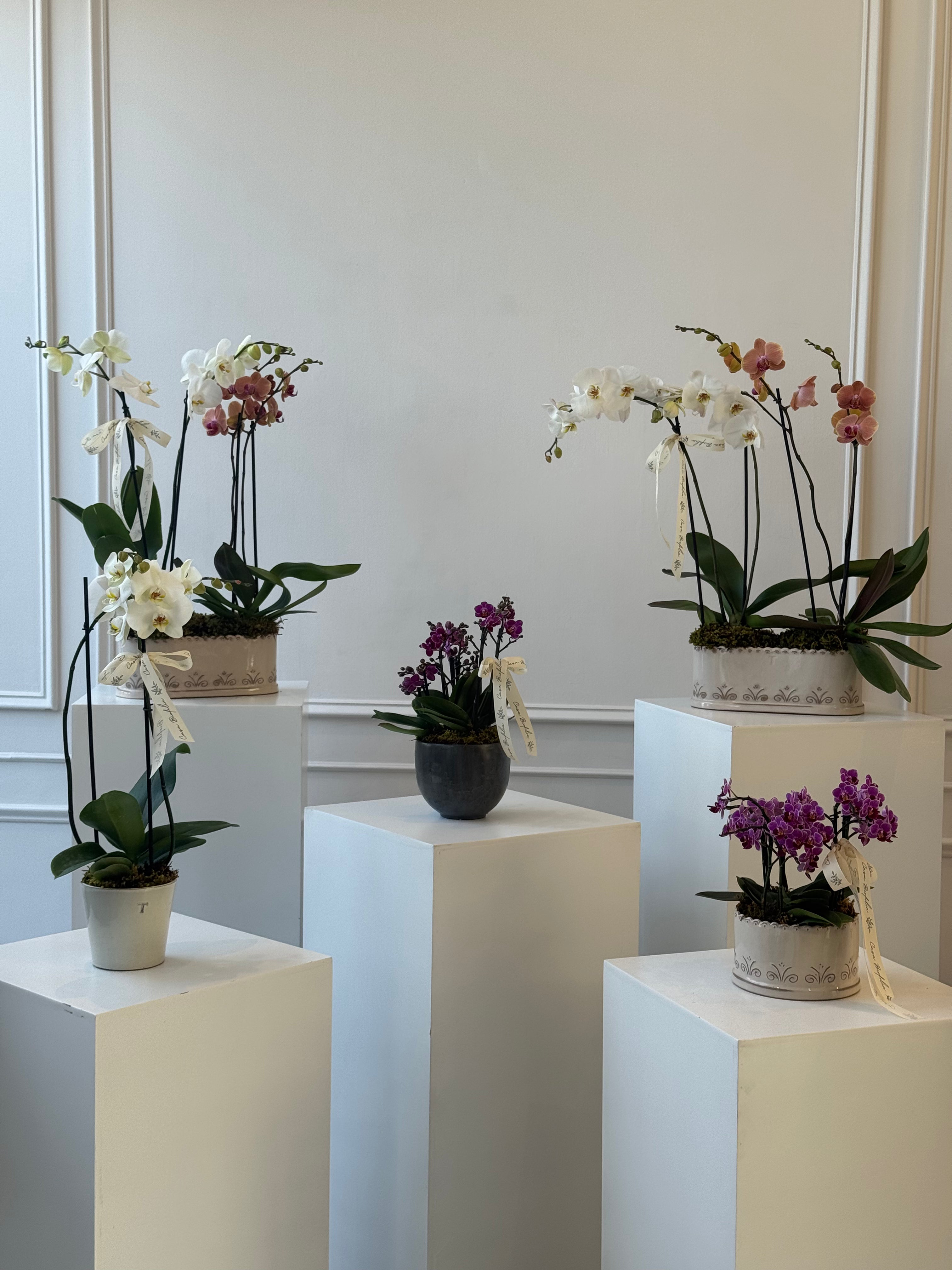 Arreglo de dos orquídeas