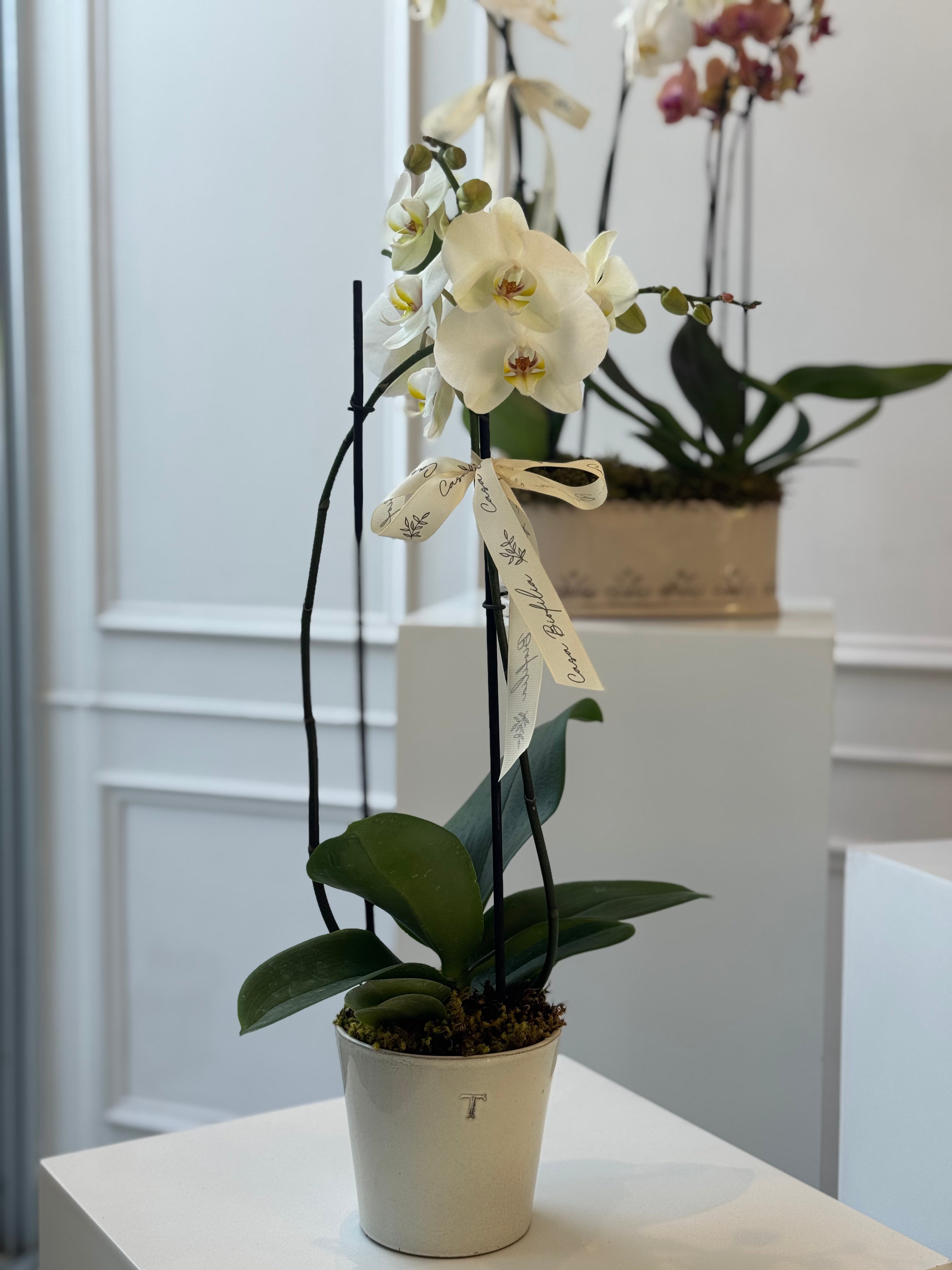 Arreglo de orquídea