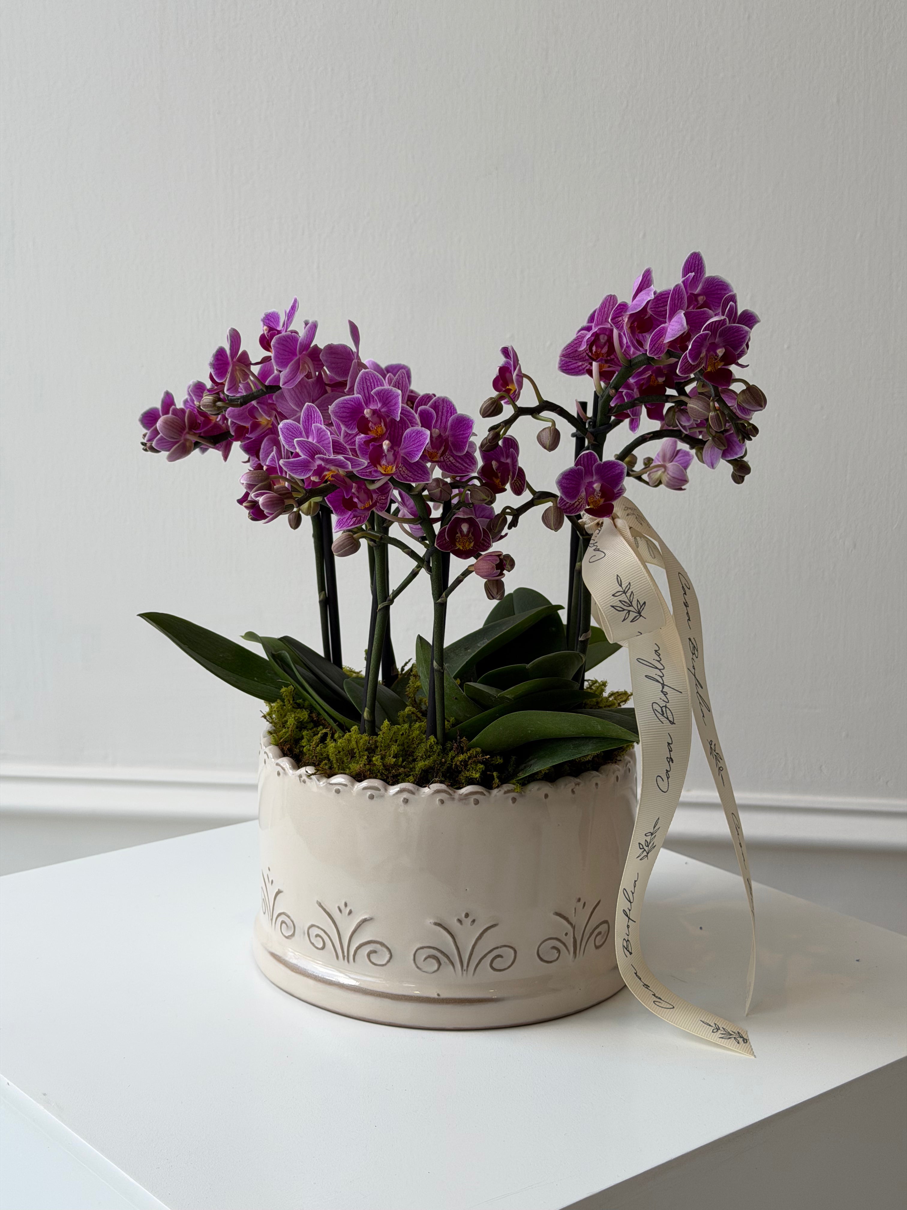 Orchid Garden