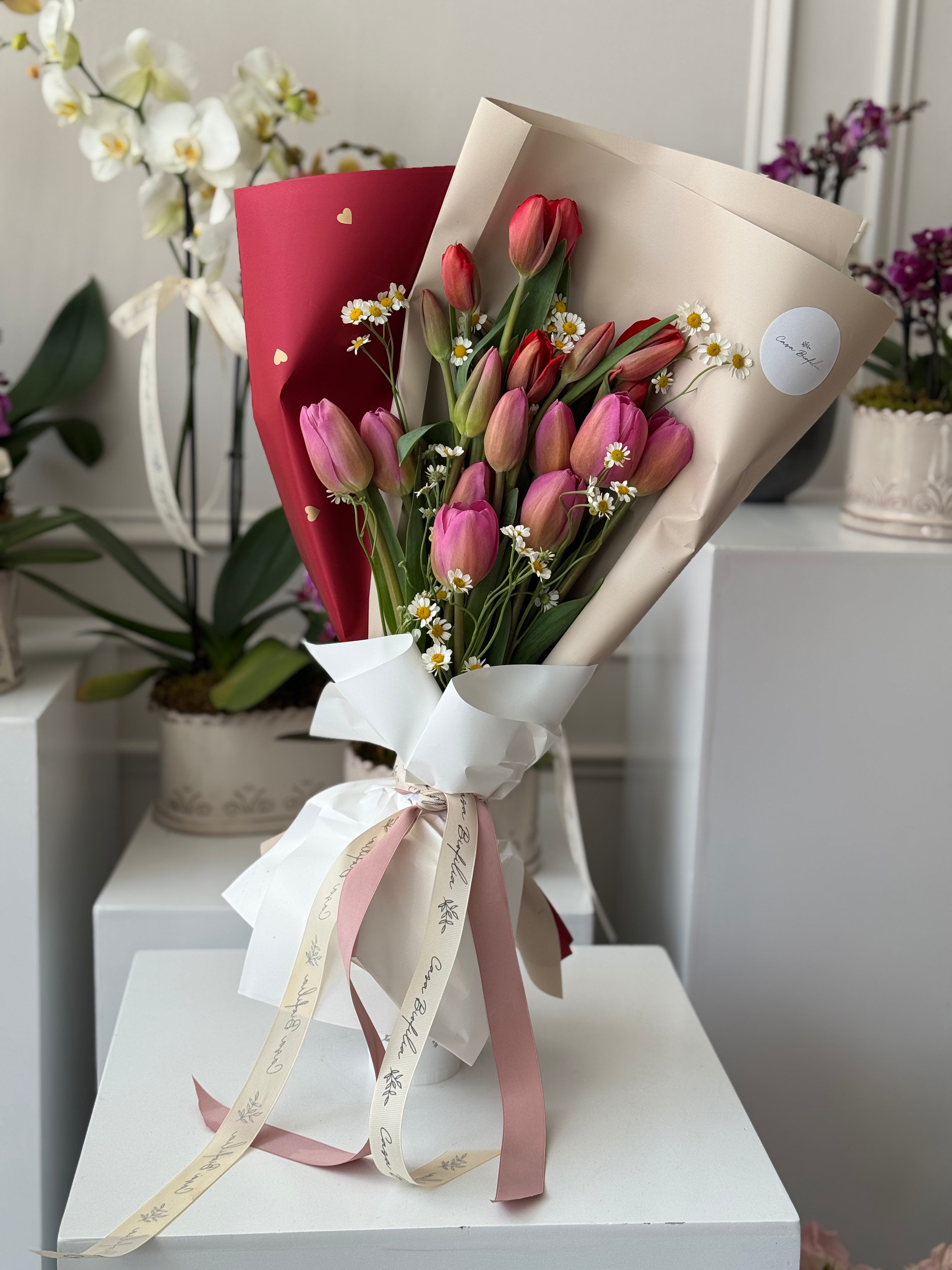 Korean Tulips