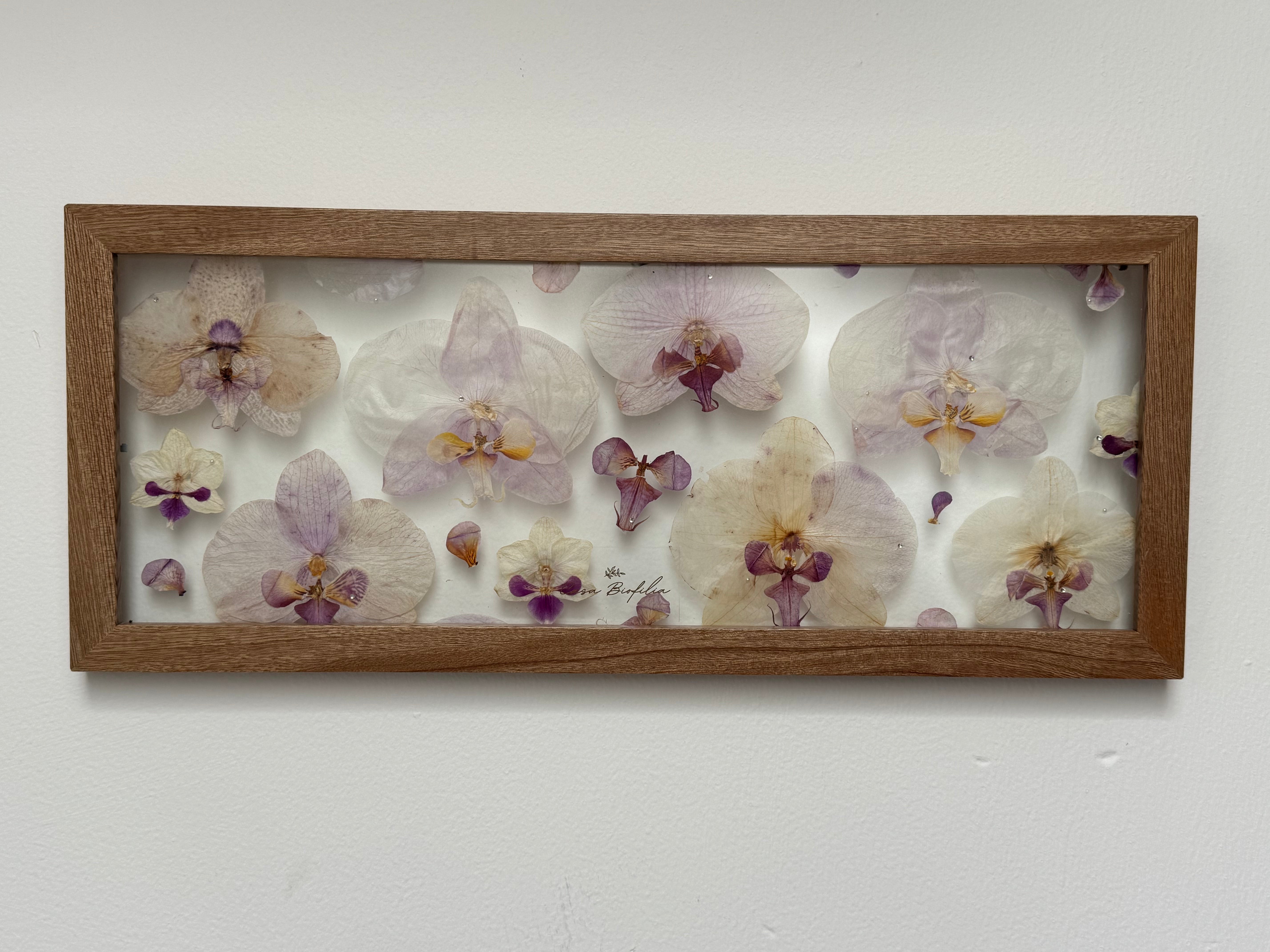 Orchids Full