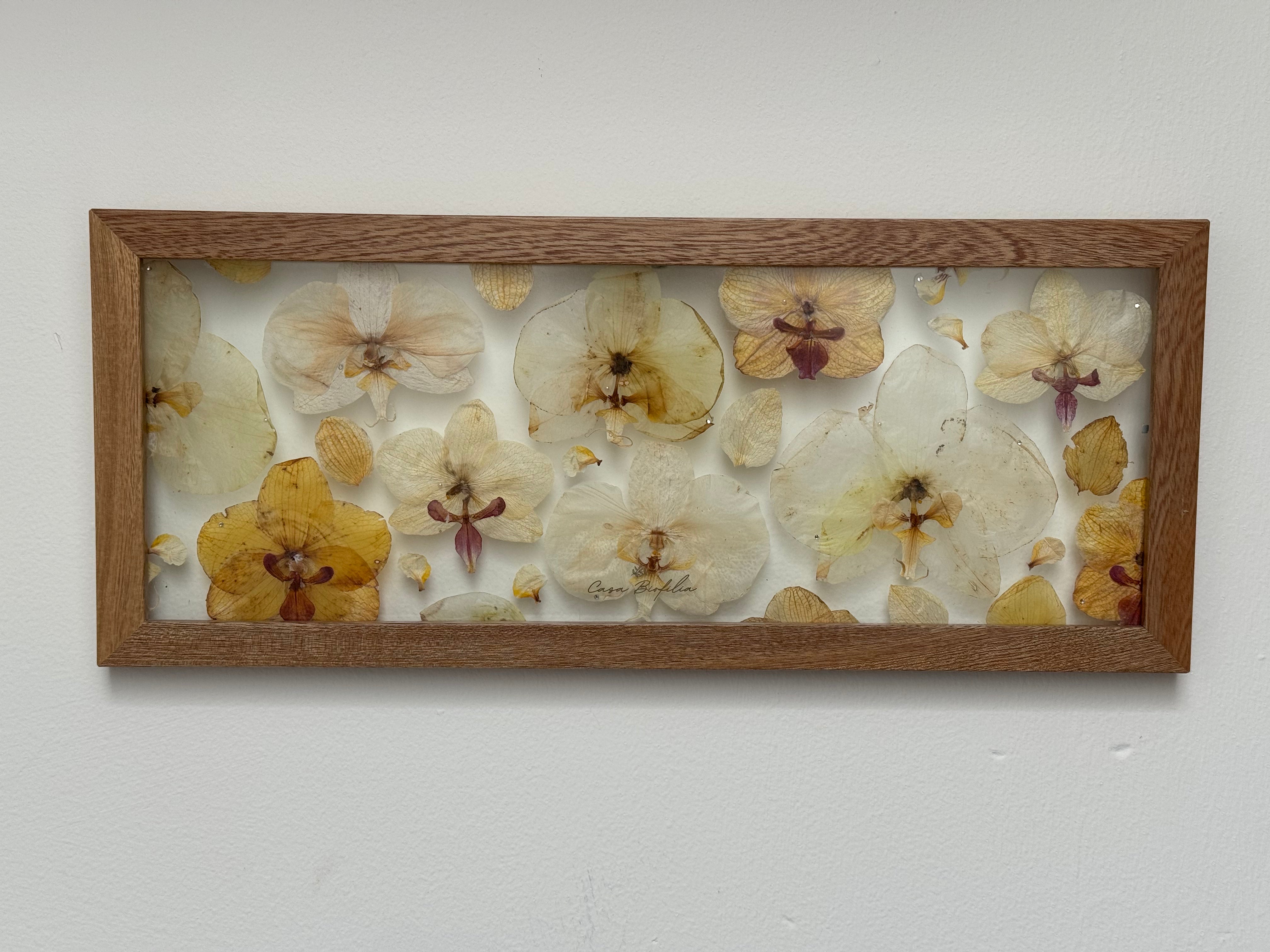 Orchids Full