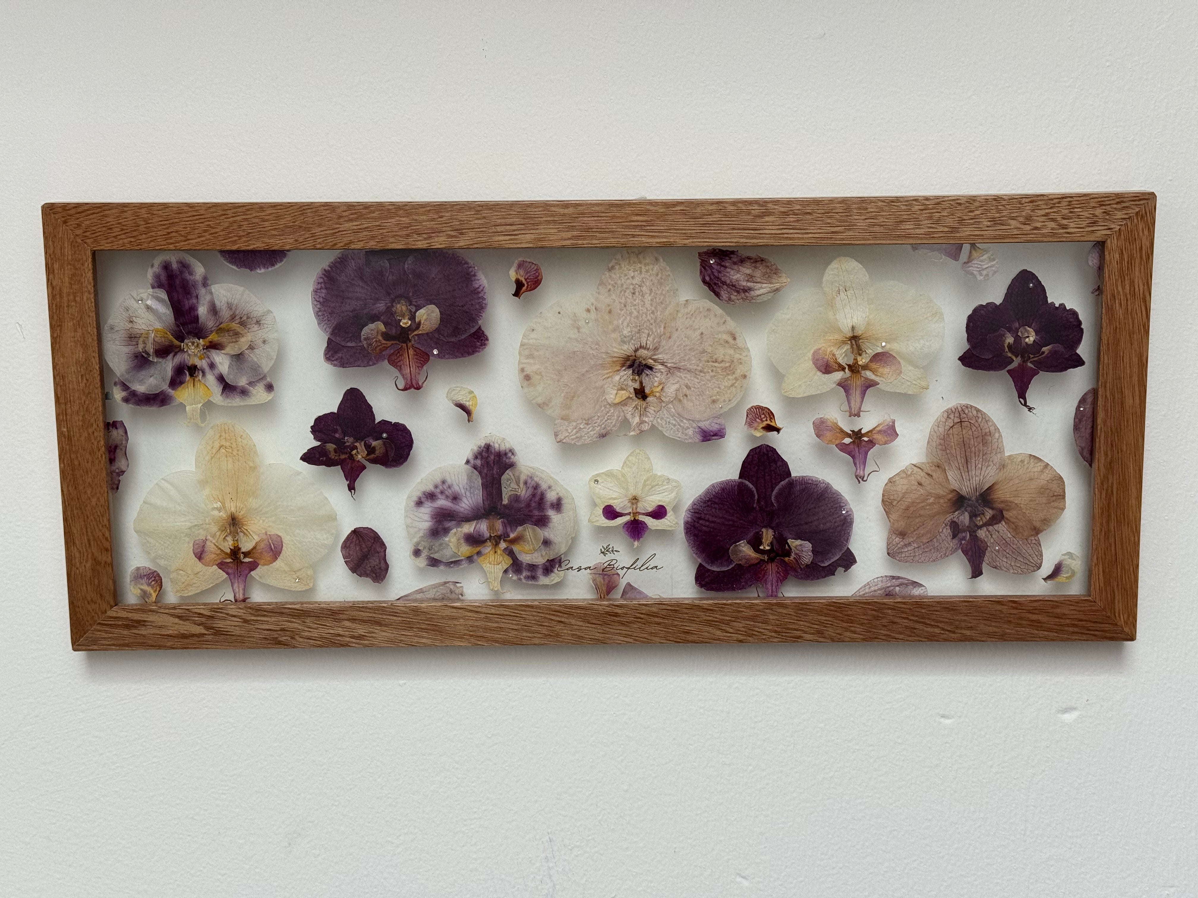 Orchids Full