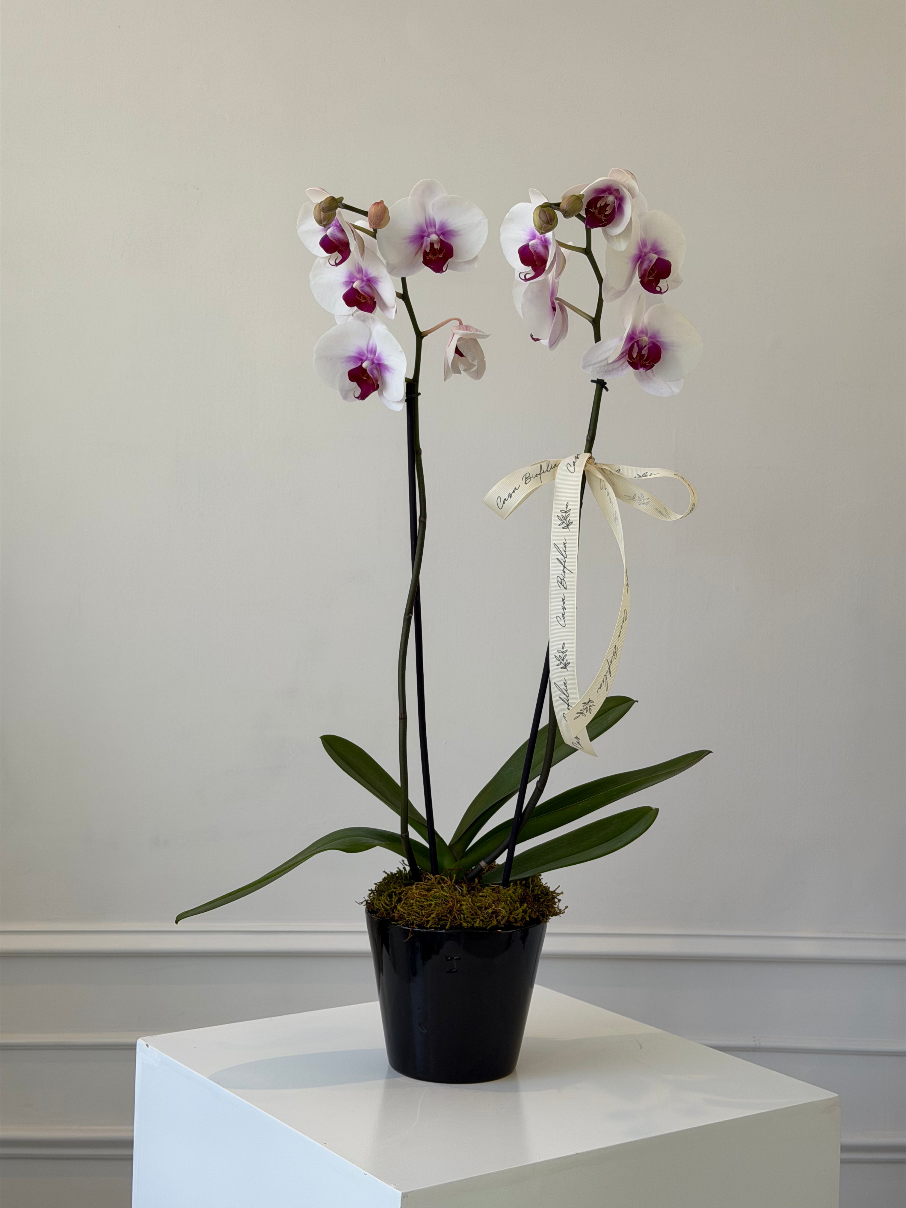 Orchid one