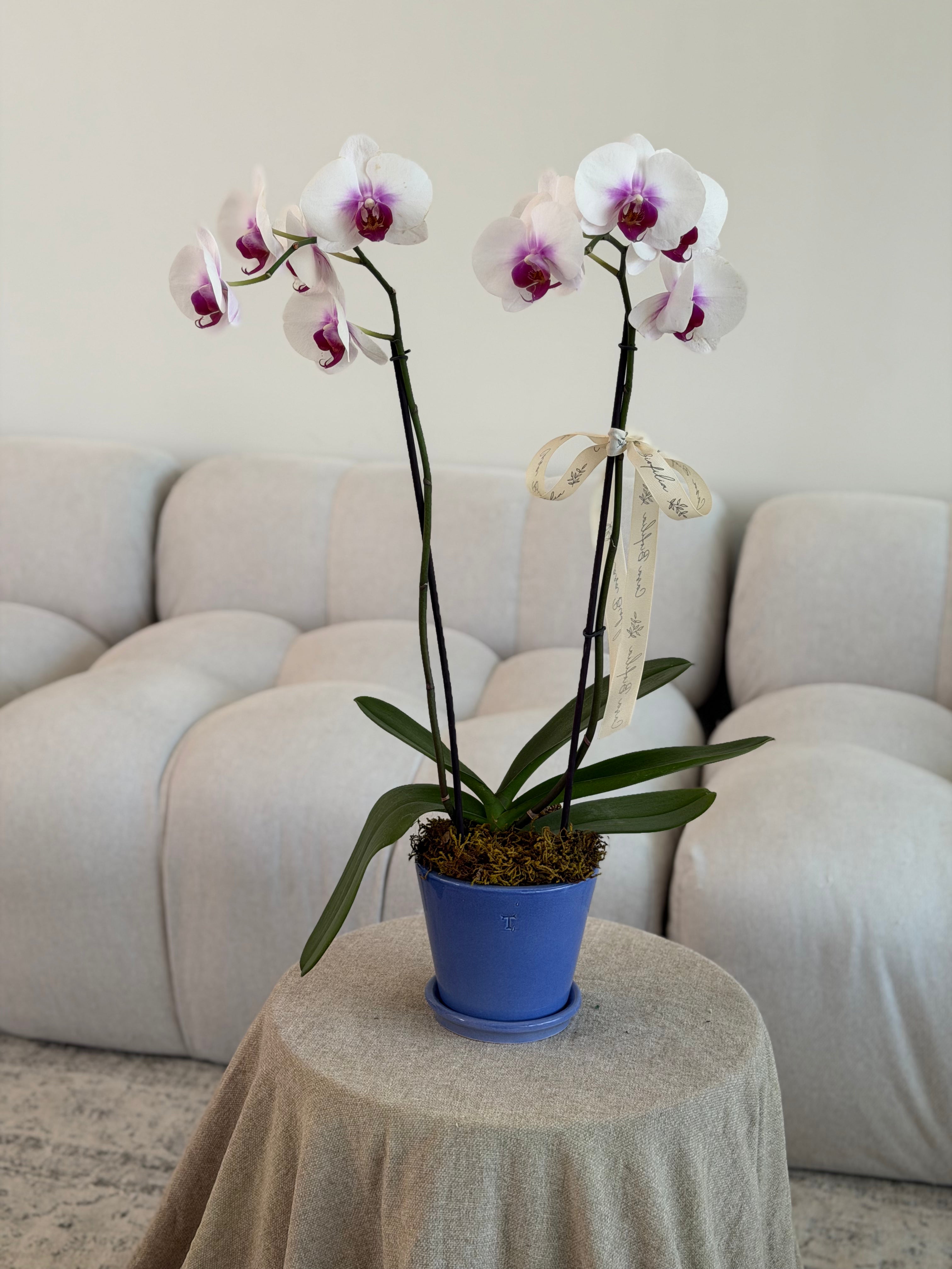 Orquídeas