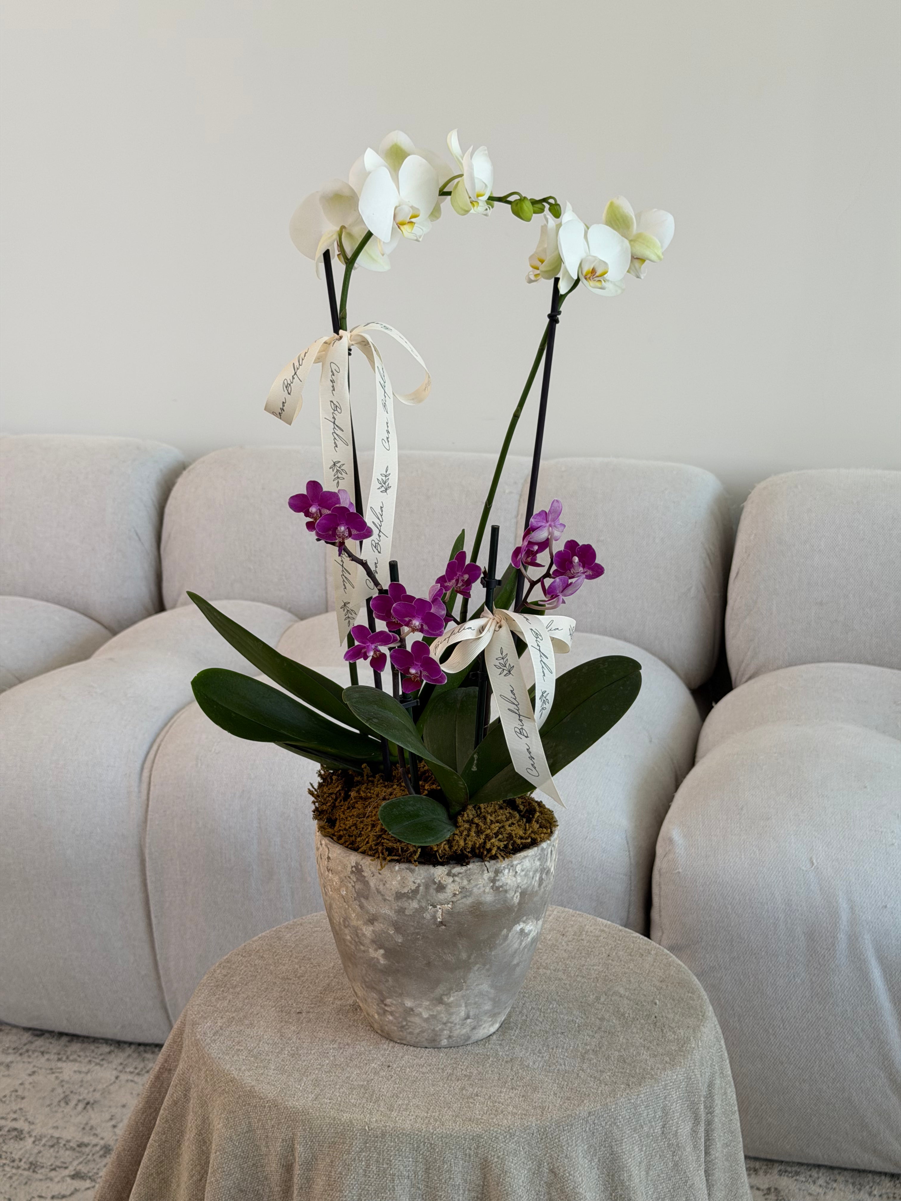 Orquídeas