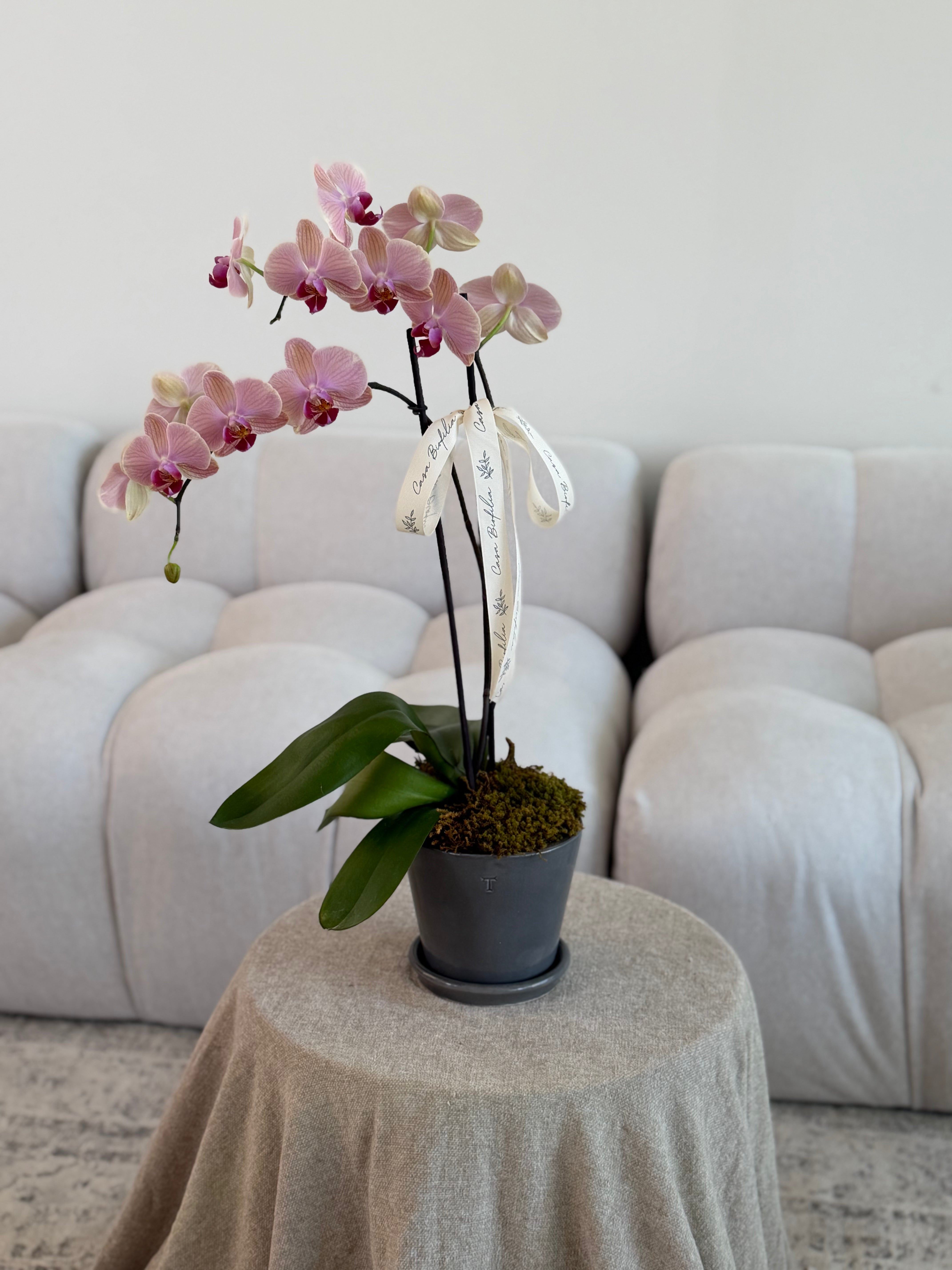 Orquídeas
