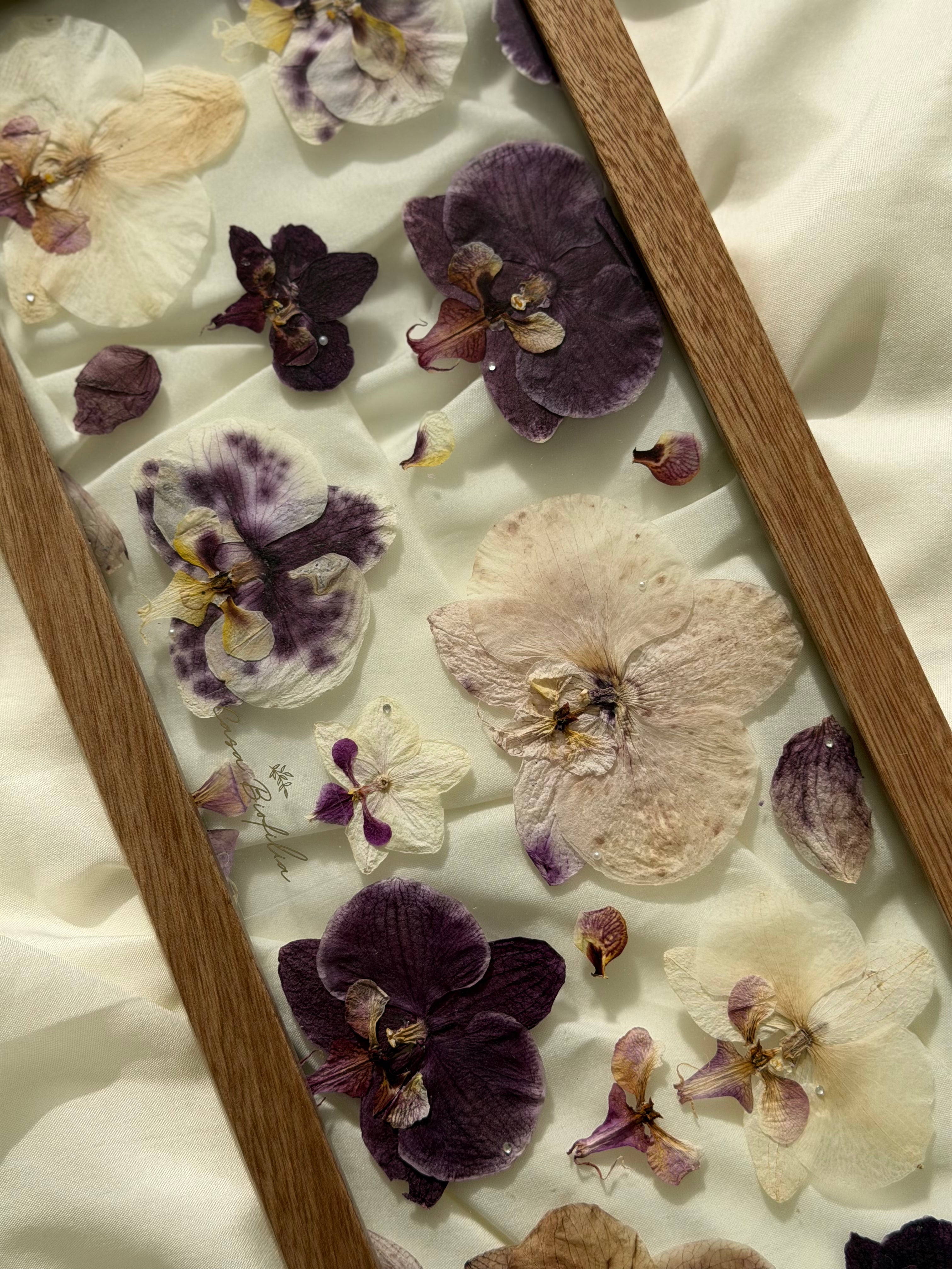 Orchids Full