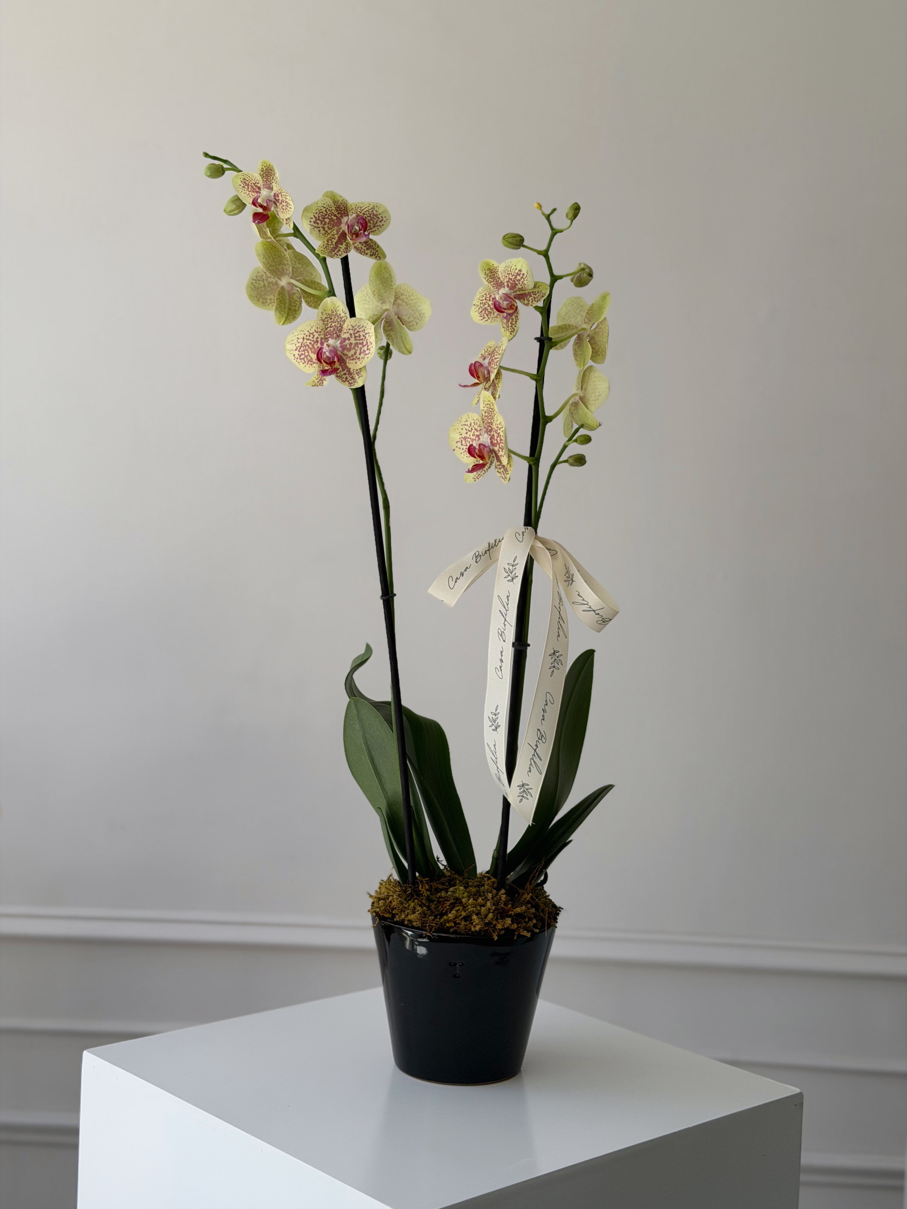 Orchid one