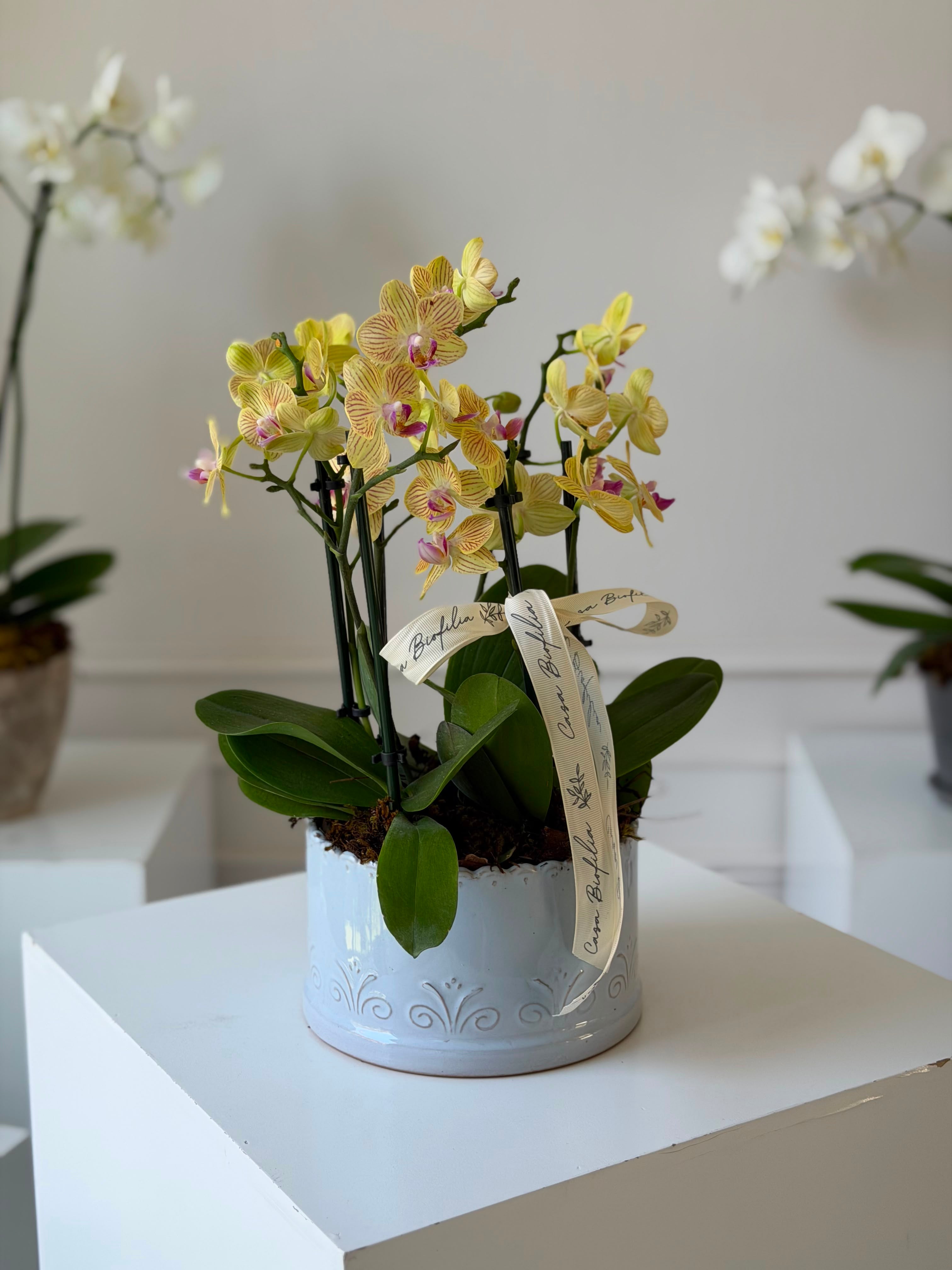 Orchid Garden